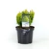 Dværg Ædelcypres 'Minima Aurea' Chamaecyparis Lawsoniana 'Minima Aurea' Potte 3,0 Liter,- 25-30 Cm. 1 Dværg Ædelcypres 'Minima Aurea' Chamaecyparis Lawsoniana 'Minima Aurea' Potte 3,0 Liter,- 25-30 Cm. -Osmo Salgsbutik p3631 38785 image 519a