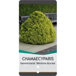 Dværg Ædelcypres 'Minima Aurea' Chamaecyparis Lawsoniana 'Minima Aurea' Potte 3,0 Liter,- 25-30 Cm. -Osmo Salgsbutik p3631 38786 image 4426