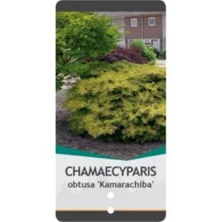 Solcypres 'Kamarachiba' Chamaecyparis Obtusa 'Kamarachiba' Potte 3,0 Liter,- 25-30 Cm. -Osmo Salgsbutik p3635 38788 image c7af