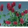 Fjerkløver Trifolium Rubens 1 Liter Potte -Osmo Salgsbutik p36481 40665 trifolium rubens 302d