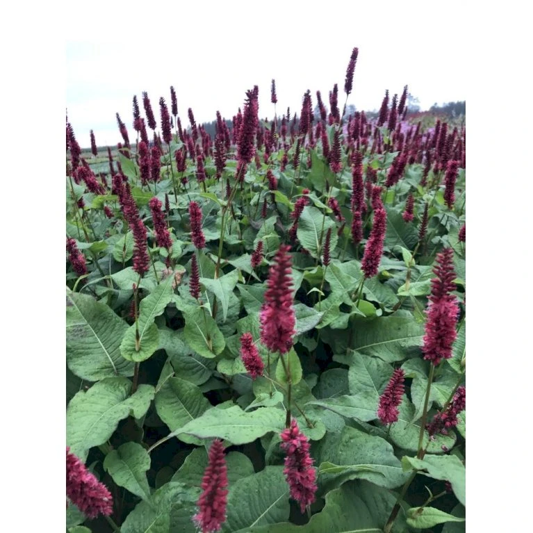 Kertepileurt 'Blackfield' Persicaria Amplexicaulis 'Blackfield' 2 Liter Potte 3 Kertepileurt 'Blackfield' Persicaria Amplexicaulis 'Blackfield' 2 Liter Potte