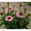 Purpursolhat 'Sunseekers Pink' Echinacea 'Sunseekers Pink' 1 Liter Potte -Osmo Salgsbutik p36654 41137 echinacea sunseekers pink fb47