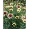 Purpursolhat 'Green Twister' Echinacea 'Green Twister' 1 Liter Potte -Osmo Salgsbutik p36667 41324 echinacea green twister 48aa