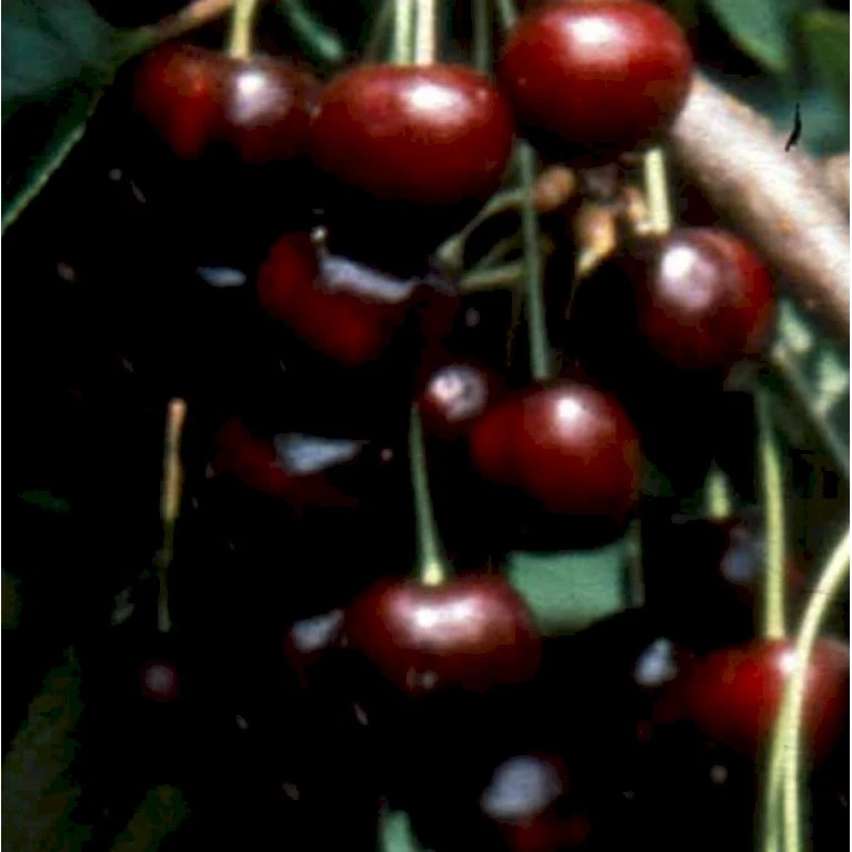 Sød Kirsebær 'Black Star' Selvbestøvende Prunus X 'Black Star' Selvbestøvende Træ Med Sidegrene,- Stammeomkreds 8-10 Cm. Med Klump 3 Sød Kirsebær 'Black Star' Selvbestøvende Prunus X 'Black Star' Selvbestøvende Træ Med Sidegrene,- Stammeomkreds 8-10 Cm. Med Klump