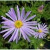 Asters 'Wunder Von Stäfa' Aster Frikartii 'Wunder Von Stäfa' 1 Liter Potte -Osmo Salgsbutik p3675 21406 aster frikartii wunder von staefa 7757