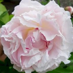 Silkepæon 'Shirley Temple' Paeonia Lactiflora 'Shirley Temple' 3,5 Liter Potte