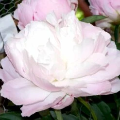 Silkepæon 'Shirley Temple' Paeonia Lactiflora 'Shirley Temple' 3,5 Liter Potte -Osmo Salgsbutik p3676 47911 paeonia lactiflora shirley temple 9d4a