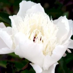 Silkepæon 'Shirley Temple' Paeonia Lactiflora 'Shirley Temple' 3,5 Liter Potte -Osmo Salgsbutik p3676 47912 paeonia lactiflora shirley temple e2e3