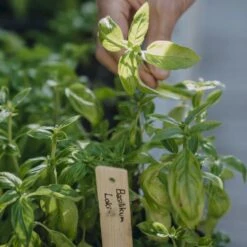 Basilikum 'Loki' Øko Ocimum Basilicum L. 'Loki' Frøpose, Antal Pr. Pakke, Ca. 25 Stk. -Osmo Salgsbutik p36913 54536 ocimum basilicum l loki 1cf5