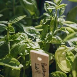 Basilikum 'Loki' Øko Ocimum Basilicum L. 'Loki' Frøpose, Antal Pr. Pakke, Ca. 25 Stk. -Osmo Salgsbutik p36913 54537 ocimum basilicum l loki db53