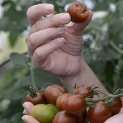 Kirsebærtomat 'Bronzy' Øko Solanum Lycopersicum 'Bronzy' Frøpose, Antal Pr. Pakke, Ca. 4 Stk. -Osmo Salgsbutik p36914 54680 solanum lycopersicum bronzy 9744