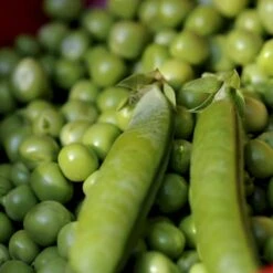 Lav Marvært 'Kelvedon Wonder' Øko Pisum Sativum 'Kelvedon Wonder' Frøpose, Antal Pr. Pakke, Ca. 50 Stk. -Osmo Salgsbutik p36915 54684 pisum sativum kelvedon wonder 1d44