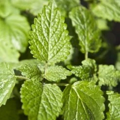 Citronmelisse 'Lemona' Øko Melissa Officinalis L. 'Lemona' -Osmo Salgsbutik p36918 54560 melissa officinalis l lemona 542b