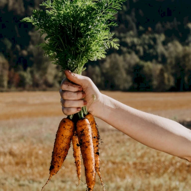 Vintergulerod 'Flakkée 2' Øko Daucus Carota L 'Flakkée 2' 4 Vintergulerod 'Flakkée 2' Øko Daucus Carota L 'Flakkée 2' - Billede 2