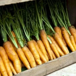 Vintergulerod 'Flakkée 2' Øko Daucus Carota L 'Flakkée 2' 7 Vintergulerod 'Flakkée 2' Øko Daucus Carota L 'Flakkée 2' -Osmo Salgsbutik p36922 54615 daucus carota l flakkee 2 0782