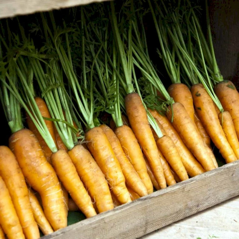 Vintergulerod 'Flakkée 2' Øko Daucus Carota L 'Flakkée 2' 5 Vintergulerod 'Flakkée 2' Øko Daucus Carota L 'Flakkée 2' - Billede 3