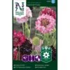Enkeblomst 'Summer Fruits' Scabiosa Atropurpurea 'Summer Fruits' -Osmo Salgsbutik p36934 43165 image 8259