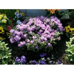 'Moerheim' Rhododendron Impeditum 'Moerheim' Potte 2,0 Liter,- 25-30 Cm.