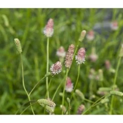 Kvæsurt 'Pink Tanna' Sanguisorba 'Pink Tanna' 1 Liter Potte -Osmo Salgsbutik p37013 43754 sanguisorba pink tanna d1b6