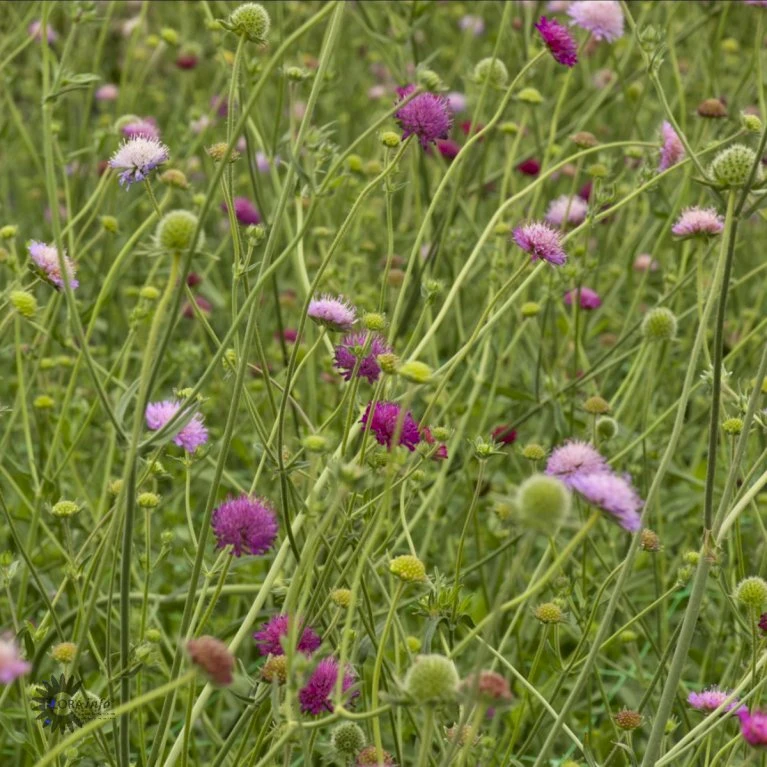 Blåhat 'Melton Pastels' Knautia Macedonica 'Melton Pastels' 1 Liter Potte 3 Blåhat 'Melton Pastels' Knautia Macedonica 'Melton Pastels' 1 Liter Potte