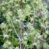 Russisk Mandstro 'White Glitter' Eryngium Planum 'White Glitter' 1 Liter Potte -Osmo Salgsbutik p37139 46279 eryngium planum white glitter b090