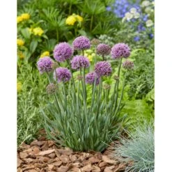 Prydløg 'Little Sapphire' Allium 'Little Sapphire' 2 Liter Potte -Osmo Salgsbutik p37140 46316 allium little sapphire 888d