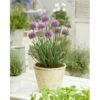 Prydløg 'Little Sapphire' Allium 'Little Sapphire' 2 Liter Potte -Osmo Salgsbutik p37140 46320 allium little sapphire b10a