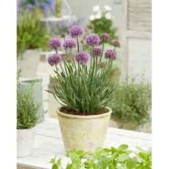Prydløg 'Little Sapphire' Allium 'Little Sapphire' 2 Liter Potte