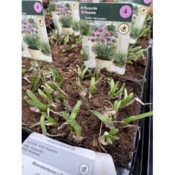 Prydløg 'Little Sapphire' Allium 'Little Sapphire' 2 Liter Potte -Osmo Salgsbutik p37140 46321 allium little sapphire a779