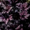 Alunrod 'Black Forest Cake' Heuchera H. 'Black Forest Cake' 1 Liter Potte -Osmo Salgsbutik p37147 46962 heuchera h black forest cake e906