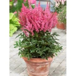 Astilbe 'Younique Pink' Astilbe Arendsii 'Younique Pink' 1 Liter Potte -Osmo Salgsbutik p37148 46324 astilbe arendsii younique pink c159