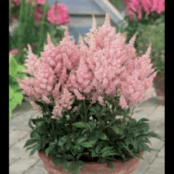 Astilbe 'Younique Pink' Astilbe Arendsii 'Younique Pink' 1 Liter Potte -Osmo Salgsbutik p37148 46325 astilbe arendsii younique pink fc98