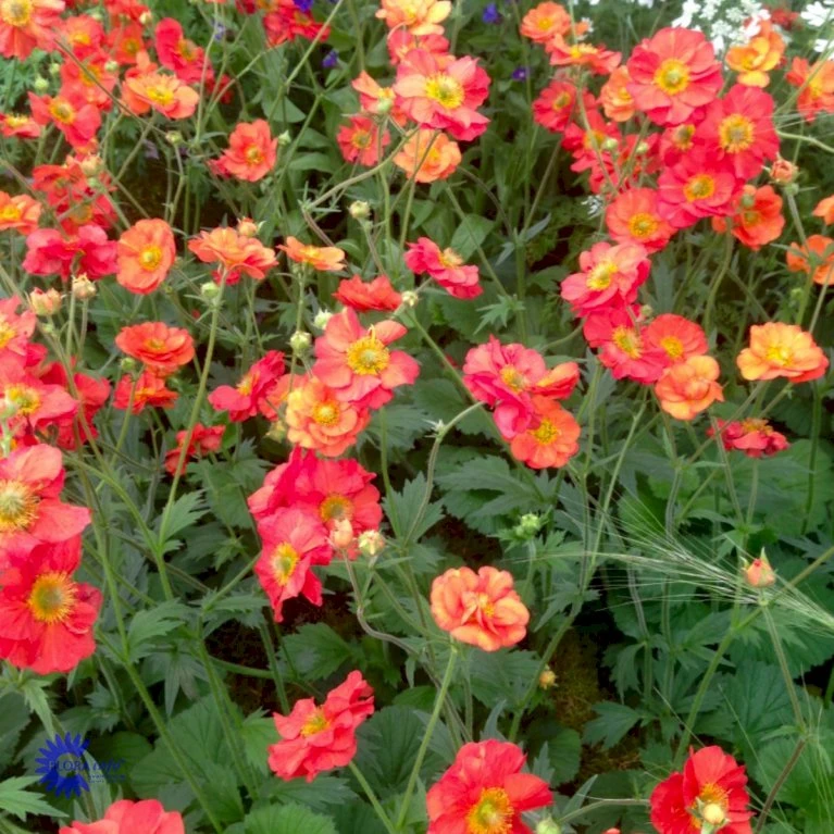 Nellikerod 'Scarlet Tempest' Geum Hybrid 'Scarlet Tempest' 1 Liter Potte 3 Nellikerod 'Scarlet Tempest' Geum Hybrid 'Scarlet Tempest' 1 Liter Potte