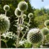 Tidselkugle 'Arctic Glow' Echinops Sphaerocerphalus 'Arctic Glow' 1 Liter Potte 1 Tidselkugle 'Arctic Glow' Echinops Sphaerocerphalus 'Arctic Glow' 1 Liter Potte -Osmo Salgsbutik p37151 46295 echinops sphaerocerphalus arctic glow e300