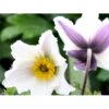 Anemone 'Elfin Swan' Anemone Hybrid 'Elfin Swan' 1 Liter Potte -Osmo Salgsbutik p37182 49133 anemone hybrid elfin swan 6724