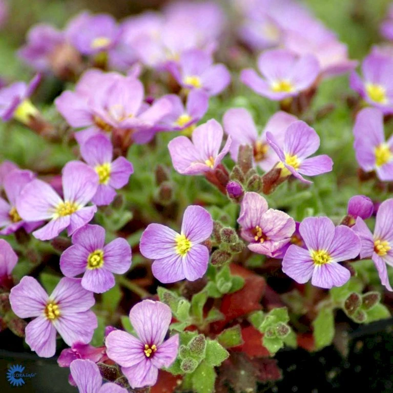 Blåpude 'Florado Blush Bicolour' Aubrieta G. 'Florado Blush Bicolour' 10 Cm. Potte 3 Blåpude 'Florado Blush Bicolour' Aubrieta G. 'Florado Blush Bicolour' 10 Cm. Potte