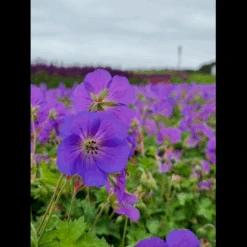Storkenæb 'Bloom Me Away' Geranium Hybrid 'Bloom Me Away' 1 Liter Potte