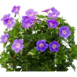 Storkenæb 'Bloom Me Away' Geranium Hybrid 'Bloom Me Away' 1 Liter Potte -Osmo Salgsbutik p37190 53949 geranium hybrid bloom me away 5281