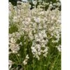 Tjærenellike 'Alba Schnee' Lychnis Viscaria 'Alba Schnee' 10 Cm. Potte -Osmo Salgsbutik p37199 47436 lychnis viscaria alba schnee e512
