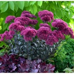 Sankthansurt 'Thunderhead' Sedum Telephium 'Thunderhead' 1 Liter Potte