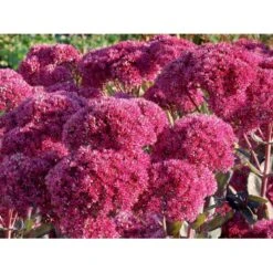 Sankthansurt 'Thunderhead' Sedum Telephium 'Thunderhead' 1 Liter Potte -Osmo Salgsbutik p37205 53953 sedum telephium thunderhead 9f73