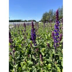 Staude-Salvie 'Caradonna Compact' Salvia Nemorosa 'Caradonna Compact' 1 Liter Potte -Osmo Salgsbutik p37250 47131 salvia nemorosa caradonna compact eefa