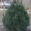 Almindelig Dværg Taks 'Thomsens Dwarf' Taxus Baccata 'Thomsens Dwarf' Med Klump,- 40-50 Cm. -Osmo Salgsbutik p3736 53494 taxus baccata thomsens dwarf bb21