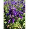 Blåkant 'Bokratune' Nepeta Neptune 'Bokratune' 1 Liter Potte 2 Blåkant 'Bokratune' Nepeta Neptune 'Bokratune' 1 Liter Potte -Osmo Salgsbutik p37370 47554 nepeta neptune bokratune 2a90