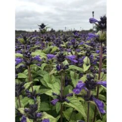 Blåkant 'Bokratune' Nepeta Neptune 'Bokratune' 1 Liter Potte -Osmo Salgsbutik p37370 47555 nepeta neptune bokratune 6b38