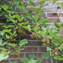 Kiwi 'Hayward' Actinidia Chinensis 'Hayward' (Hunplante) Potte 2,0 Liter,- Opbundet 60-100 Cm -Osmo Salgsbutik p37438 50526 actinidia chinensis hayward hunplante 33f6