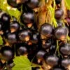 Solbær 'Tesma' Ribes Nigrum 'Tesma' Potte 2,0 Liter,- Opbundet -Osmo Salgsbutik p37462 48789 ribes nigrum tesma 4769