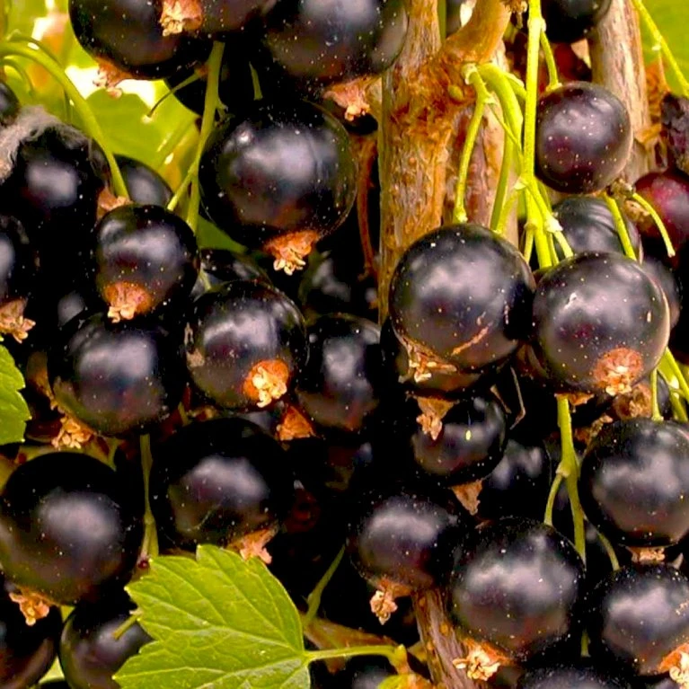 Solbær 'Tesma' Ribes Nigrum 'Tesma' Potte 2,0 Liter,- Opbundet 3 Solbær 'Tesma' Ribes Nigrum 'Tesma' Potte 2,0 Liter,- Opbundet