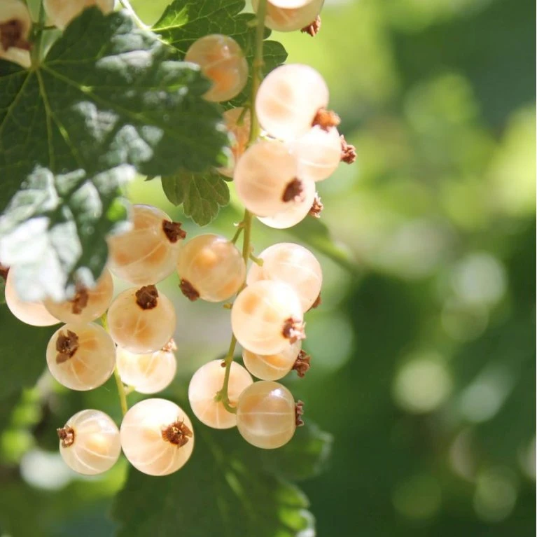 Ribs 'Weisse Versailler' Ribes Sativa 'Weisse Versailler' Potte 3,0 Liter,- Opbundet 4 Ribs 'Weisse Versailler' Ribes Sativa 'Weisse Versailler' Potte 3,0 Liter,- Opbundet - Billede 2