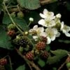 Brombær 'Black Cascade'® Rubus Fruticosus 'Black Cascade'® Potte 2,0 Liter,- Opbundet 1 Brombær 'Black Cascade'® Rubus Fruticosus 'Black Cascade'® Potte 2,0 Liter,- Opbundet -Osmo Salgsbutik p37466 48811 rubus fruticosus black cascade e8bd
